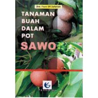 Image of Tanaman Buah Dalam Pot Sawo